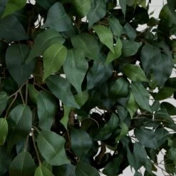 10’ Artificial Ficus Tree 8 10’ Artificial Ficus Tree -Artificial Trees Store artificial 10 artificial ficus tree nearly natural 281941