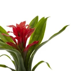 10” Bromeliad Artificial Flower (Set Of 6) 12 10” Bromeliad Artificial Flower (Set Of 6) -Artificial Trees Store artificial 10 bromeliad artificial flower set of 6 nearly natural 336283