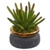 10” Cactus Artificial Plant In Black Planter With Bronze Rim