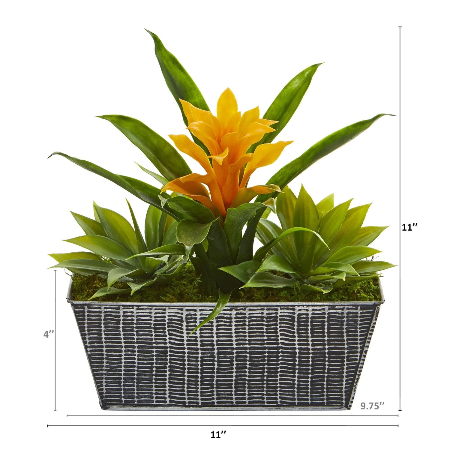 11” Bromeliad And Agave Plant In Black Tin Planter 3 11” Bromeliad And Agave Plant In Black Tin Planter - Image 3