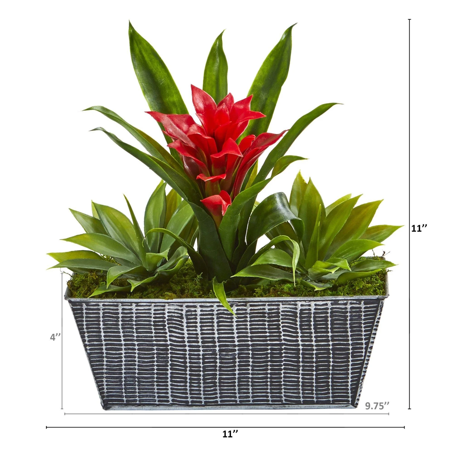 11” Bromeliad And Agave Plant In Black Tin Planter 2 11” Bromeliad And Agave Plant In Black Tin Planter - Image 2