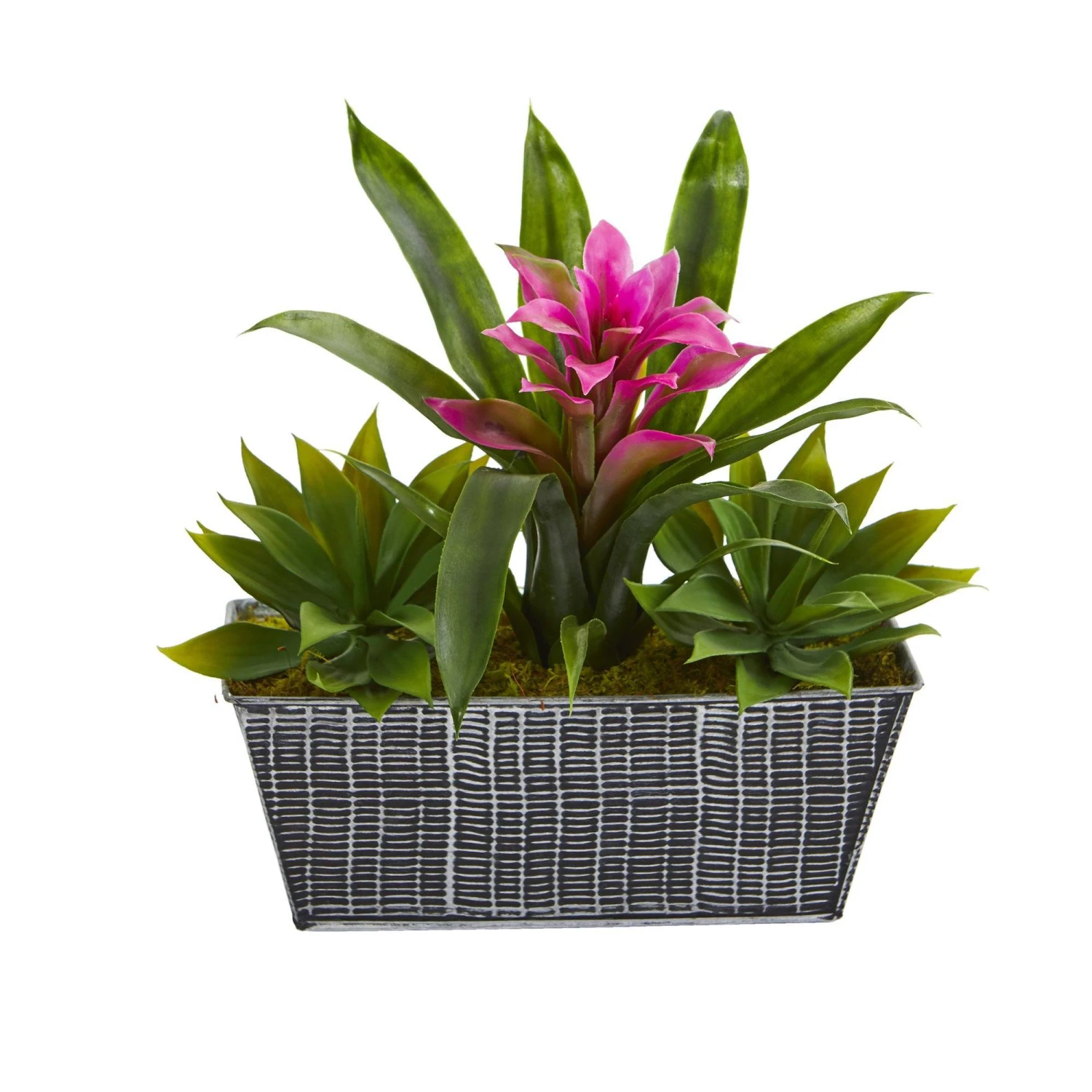 11” Bromeliad And Agave Plant In Black Tin Planter 4 11” Bromeliad And Agave Plant In Black Tin Planter - Image 4