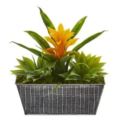 11” Bromeliad And Agave Plant In Black Tin Planter
