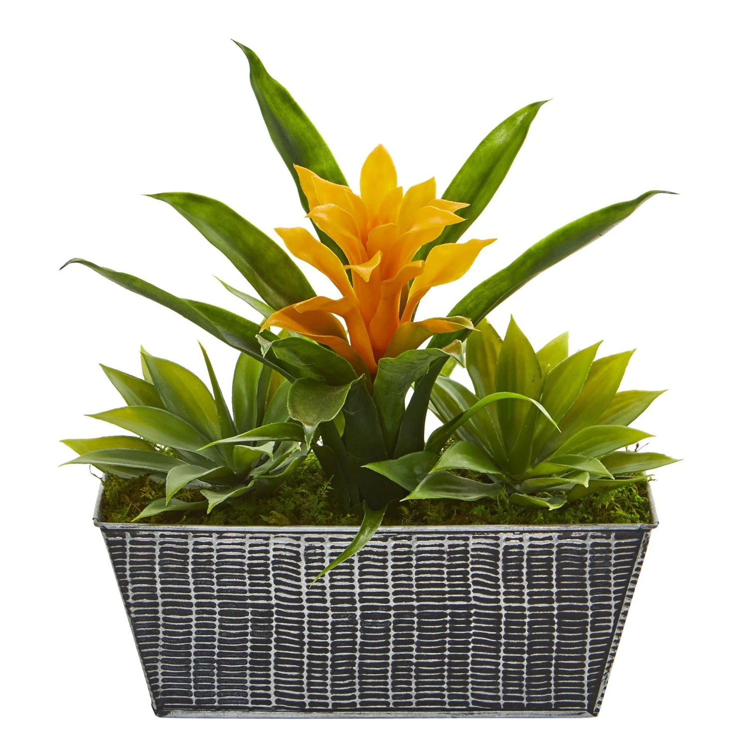 11” Bromeliad And Agave Plant In Black Tin Planter 1 11” Bromeliad And Agave Plant In Black Tin Planter