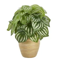 11” Watermelon Peperomia Artificial Plant In Ceramic Planter (Real Touch)