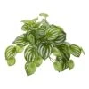 11” Watermelon Peperomia Hanging Artificial Bush Plant (Set Of 12) (Real Touch)