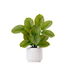 12" Artificial Calathea Plant With Decorative Planter