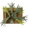 13” Staghorn Artificial Plant In Wood Hanging Frame