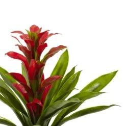 15” Artificial Bromeliad Flower (Set Of 4) 11 15” Artificial Bromeliad Flower (Set Of 4) -Artificial Trees Store artificial 15 bromeliad artificial flower set of 4 nearly natural 149120