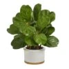 15” Fiddle Leaf Artificial Tree In White Planter