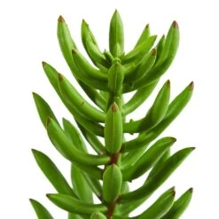 20” Succulent Spray Artificial Plant (Set Of 6) -Artificial Trees Store artificial 20 succulent spray artificial plant set of 6 nearly natural 869576