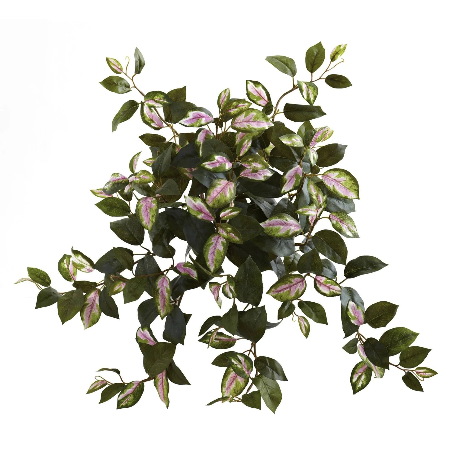 21” Hoya Hanging Bush (Set Of 4) 1 21” Hoya Hanging Bush (Set Of 4)