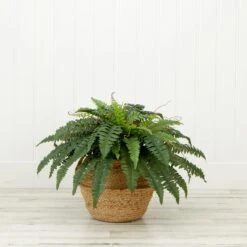 23” ArtificialBoston Fern Plant With Handmade Jute& Cotton Basket DIY KIT 7 23” ArtificialBoston Fern Plant With Handmade Jute& Cotton Basket DIY KIT -Artificial Trees Store artificial 23 artificial boston fern plant with handmade jute cotton basket diy kit plant in planter nearly natural 811126