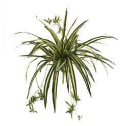23” Spider Plant Bush (Set Of 4)