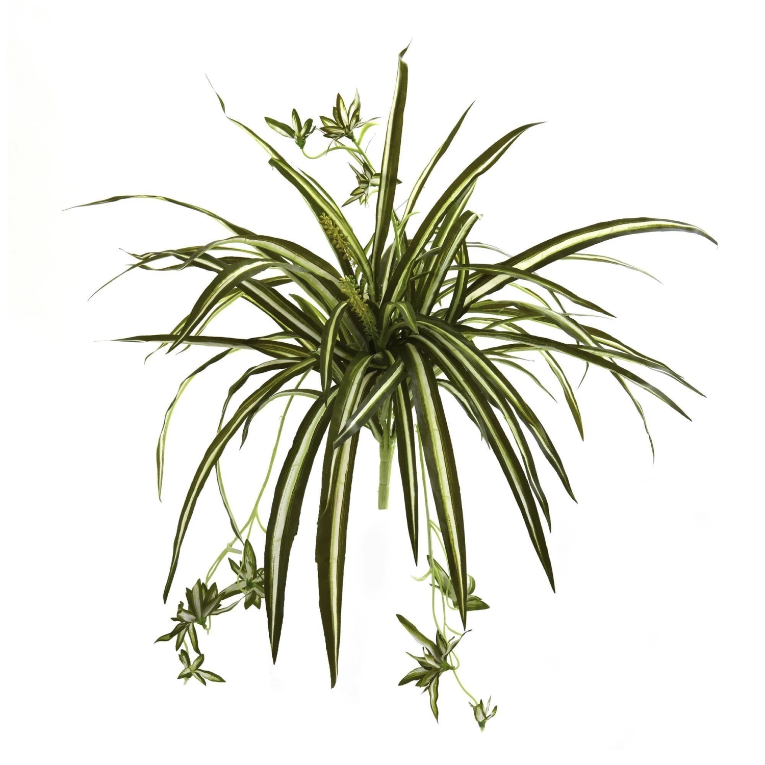 23” Spider Plant Bush (Set Of 4) 1 23” Spider Plant Bush (Set Of 4)