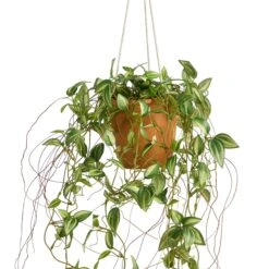 24” Pothos Artificial Plant In Hanging Planter -Artificial Trees Store artificial 24 pothos artificial plant in hanging planter nearly natural 614268