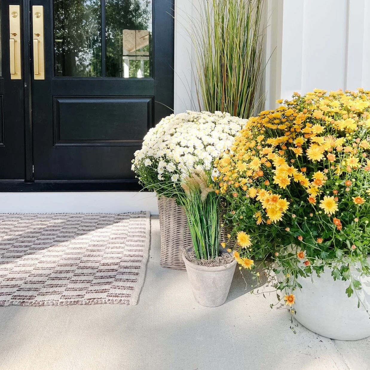 2.5' Grass Plant 2 2.5' Grass Plant - Image 2