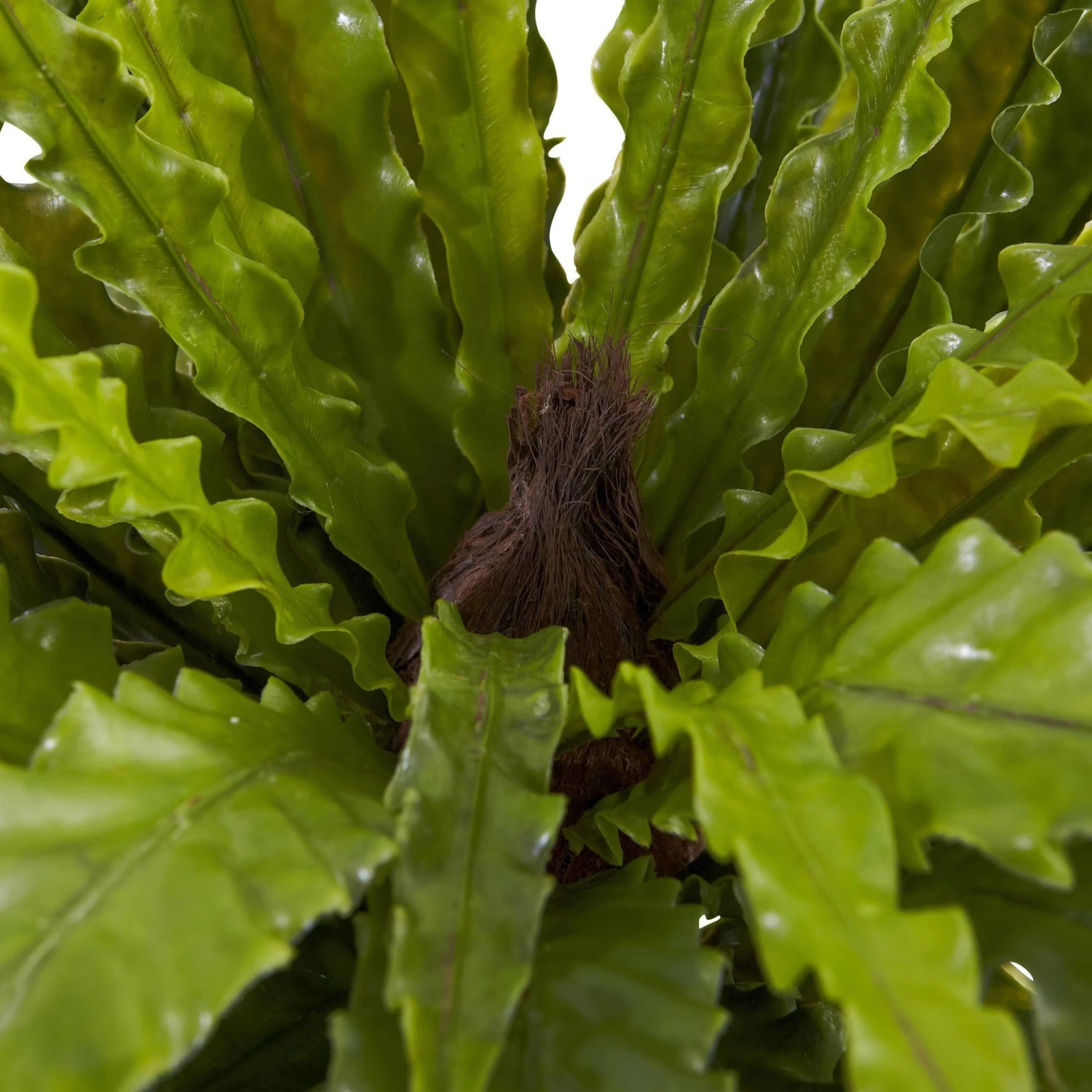 26” Asplenium Artificial Plant (Set Of 2) 2 26” Asplenium Artificial Plant (Set Of 2) - Image 2