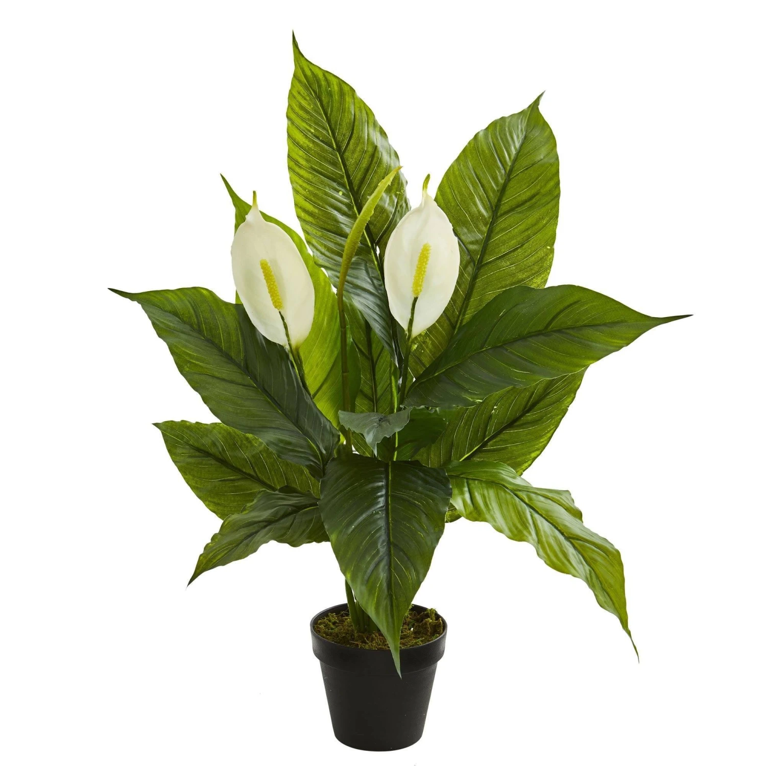26” SpathiphyllumArtificial Plant (Real Touch) 1 26” SpathiphyllumArtificial Plant (Real Touch)