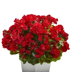 27” Geranium Artificial Plant In White Planter UV Resistant (Indoor/Outdoor) 9 27” Geranium Artificial Plant In White Planter UV Resistant (Indoor/Outdoor) -Artificial Trees Store artificial 27 geranium artificial plant in white planter uv resistant indooroutdoor nearly natural 371161