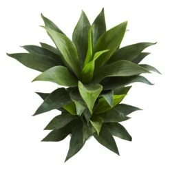 29” Double Agave Succulent Artificial Plant 5 29” Double Agave Succulent Artificial Plant -Artificial Trees Store artificial 29 double agave succulent artificial plant nearly natural 996576