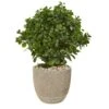 30” Peperomia Artificial Plant In Sand Stone Planter (Indoor/Outdoor)