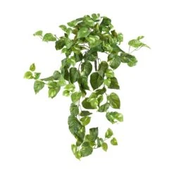 40” Pothos Hanging Bush (Set Of 3)