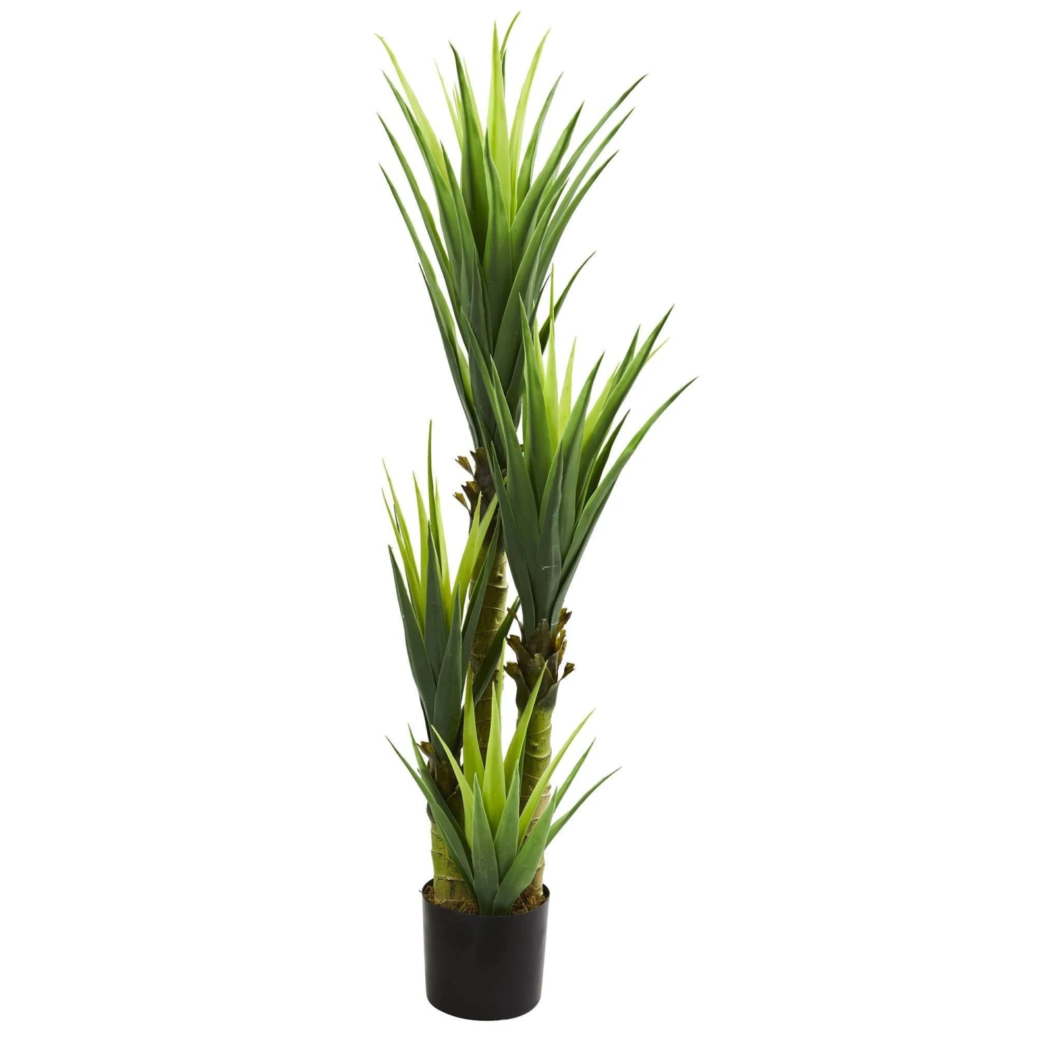 4.5’ Dracaena Plant 1 4.5’ Dracaena Plant