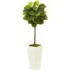 4.5’ Fiddle Leaf Fig In White Planter (Real Touch)