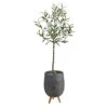 4.5’ Artificial Olive Tree In Gray Planter With Stand
