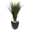 4.5’ Spiked Agave In Black Planter (Indoor/Outdoor)