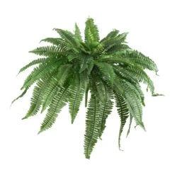 48” Boston Fern (Set Of 2)
