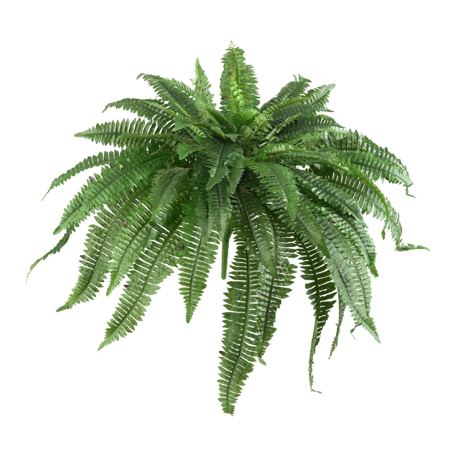 48” Boston Fern (Set Of 2) 1 48” Boston Fern (Set Of 2)