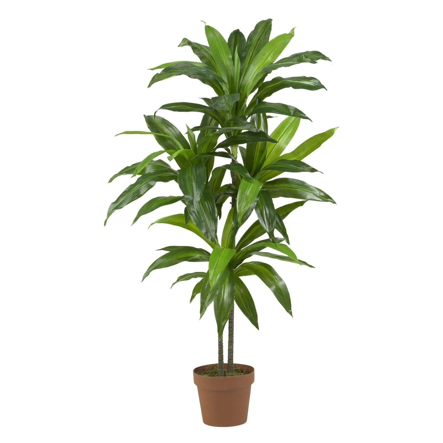 48" Dracaena Silk Plant (Real Touch) 1 48" Dracaena Silk Plant (Real Touch)