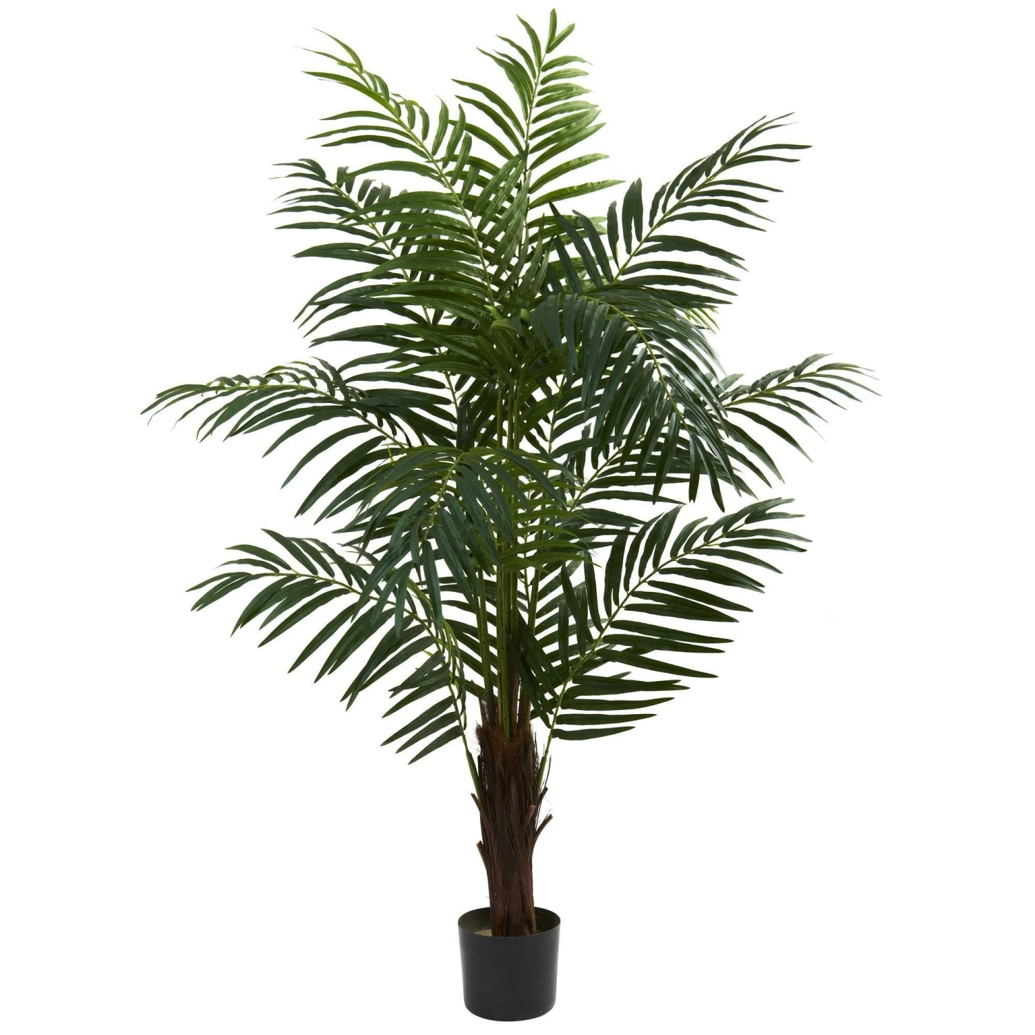 5' Areca Palm Tree 1 5' Areca Palm Tree