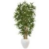 5’ Bamboo Tree In Oval White Planter