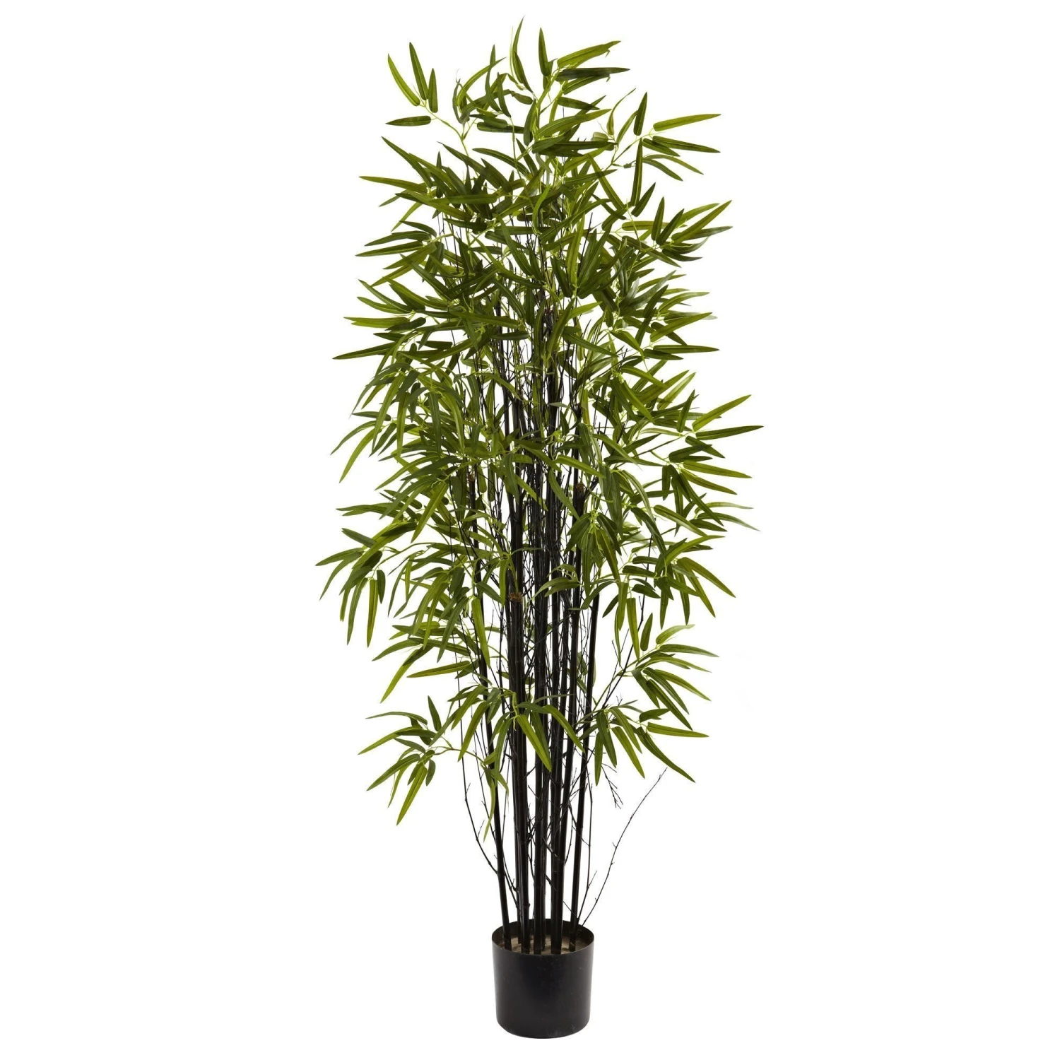 5’ Black Bamboo Tree 1 5’ Black Bamboo Tree