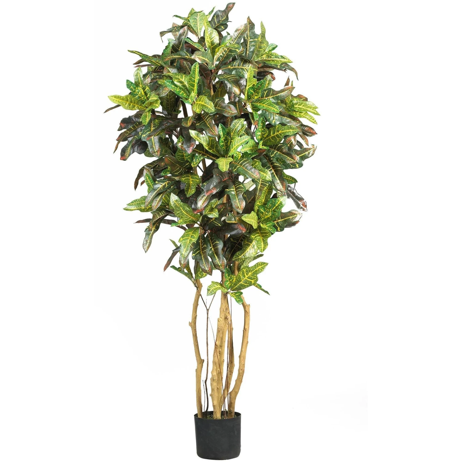 5' Croton Silk Tree 1 5' Croton Silk Tree