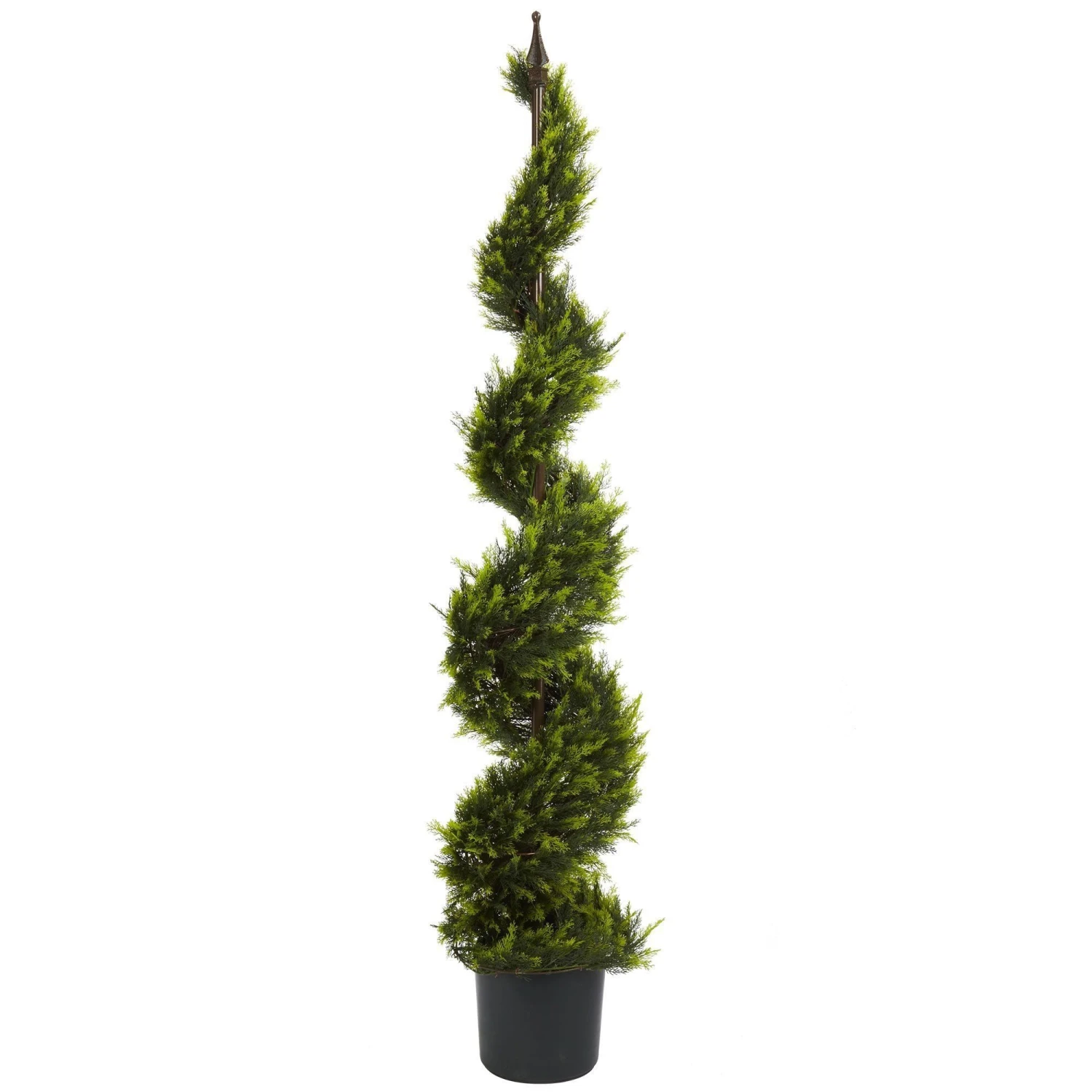 5' Cypress Spiral Tree 1 5' Cypress Spiral Tree