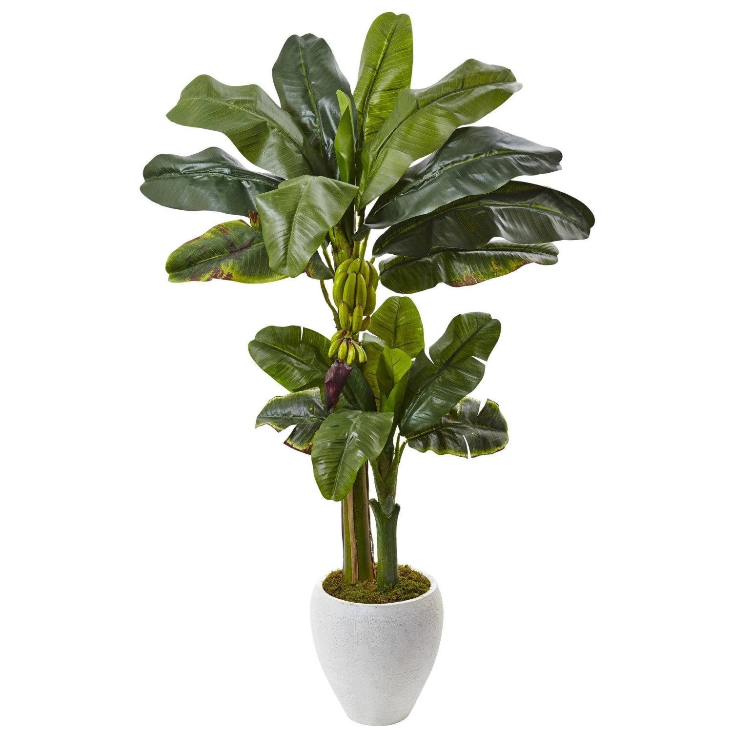 5’ Double Stalk Banana Tree In White Planter 1 5’ Double Stalk Banana Tree In White Planter