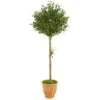 5’ Olive Topiary Artificial Tree In Terra Cotta Planter