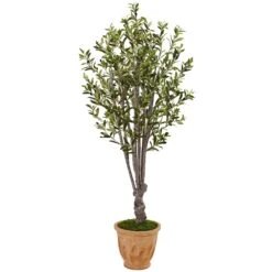 5’ Olive Tree In Terracotta Planter