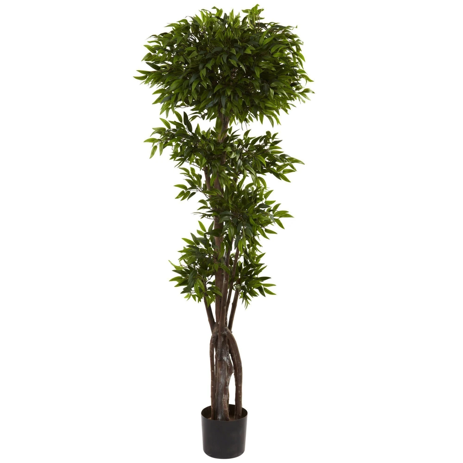 5’ Ruscus Tree 1 5’ Ruscus Tree