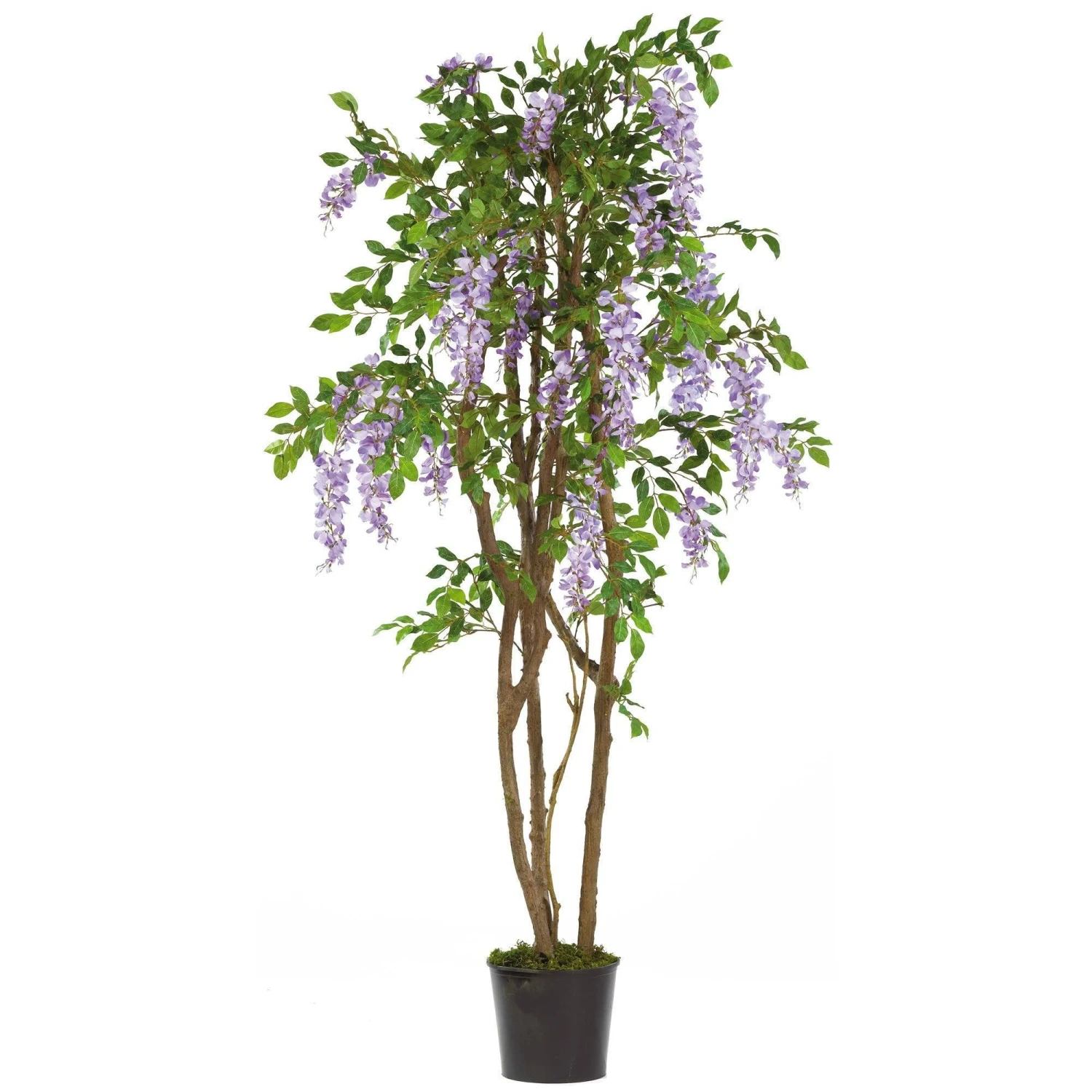 5' Wisteria Silk Tree 1 5' Wisteria Silk Tree