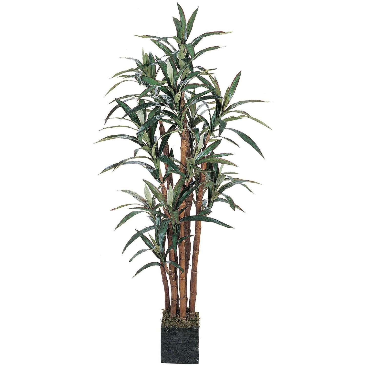 5' Yucca Silk Tree 1 5' Yucca Silk Tree