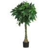 51" MoneySilk Tree"