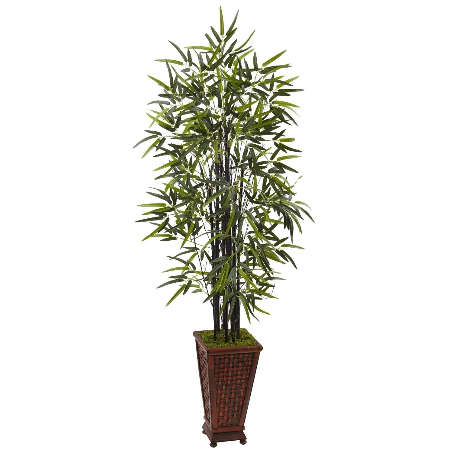 5.5’ Black Bamboo Tree In Decorative Planter 1 5.5’ Black Bamboo Tree In Decorative Planter
