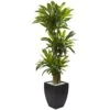 5.5’ Corn Stalk Dracaena With Black Wash Planter