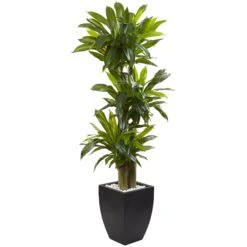 5.5β Corn Stalk Dracaena With Black Wash Planter