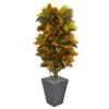 5.5’ Croton Artificial Plant In Slate Planter (Real Touch)